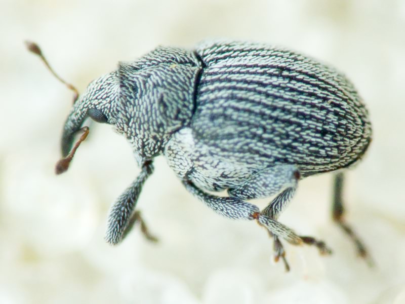 Ceutorhynchus Germar, 1824